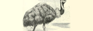 Emu sketch